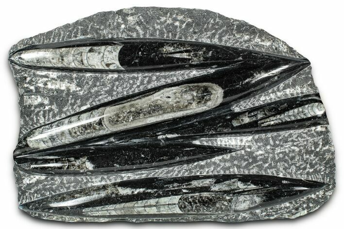 Polished Fossil Orthoceras (Cephalopod) Plate - Morocco #336144